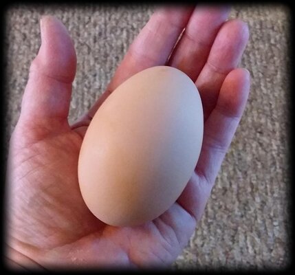 chickens.15.jpg