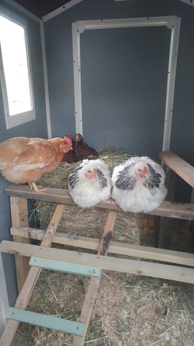 Chick shed inside roost second set up girls roosting 2020 .jpg