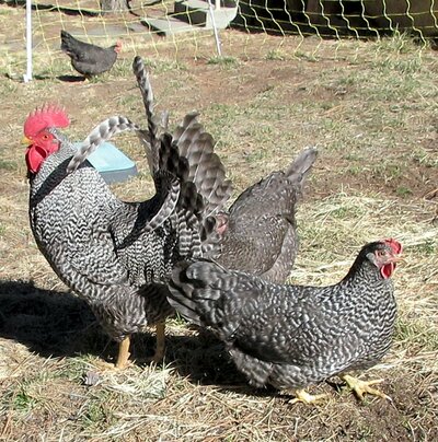 Barred Holland_flock.jpg