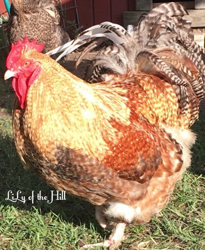 wm-crele-rooster-0.jpg