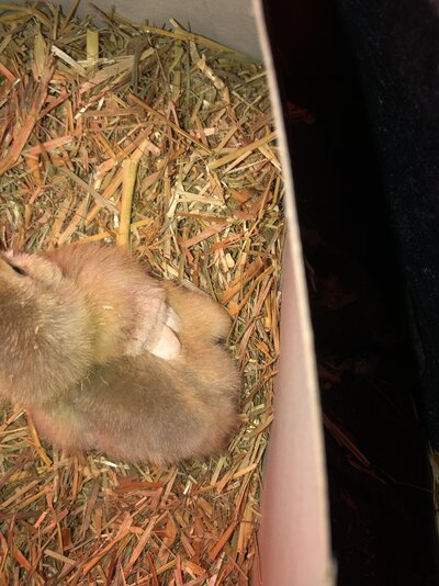Baby chick leg injury