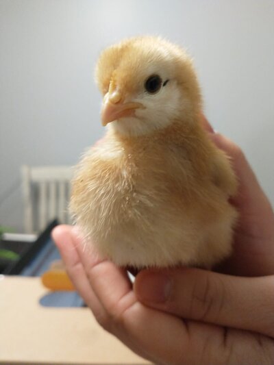 Easter 1.jpg Easter 1.jpg