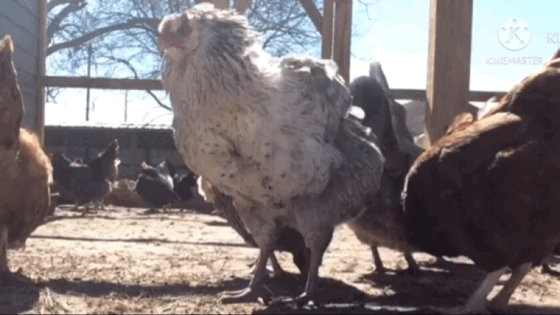 AUKB9789.GIF