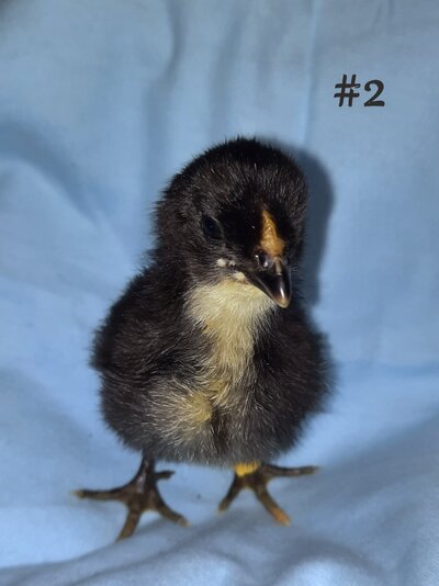Chick 2.jpg
