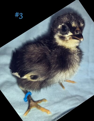 Chick 3.jpg
