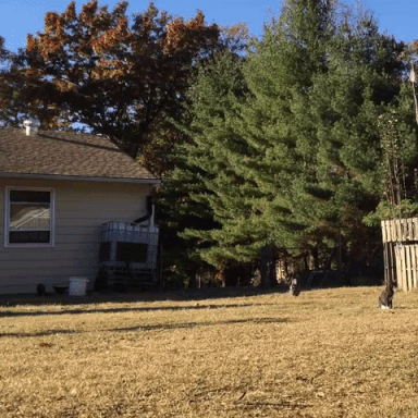 77572B50-EEFA-4E24-B906-DA07798F8610.gif