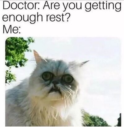catmeme0984.jpg