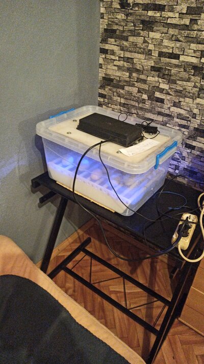 IMG-20210326-WA0045.jpeg