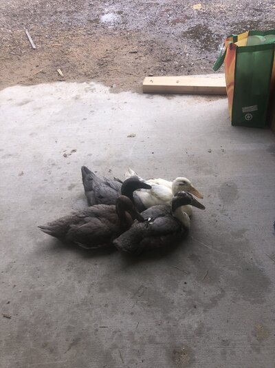 Are my ducks warm enough?