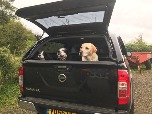 dogs (2).jpg
