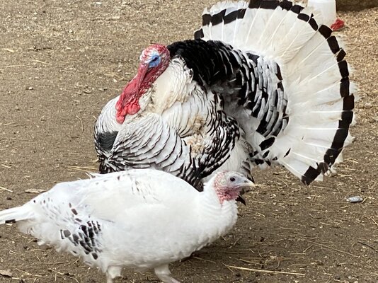 IMG_2350.jpg turks.jpg