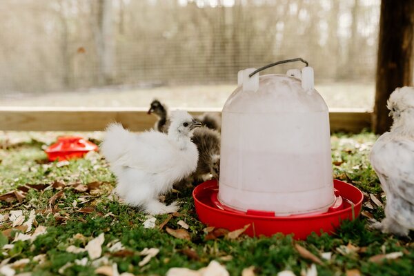 chick4.jpg