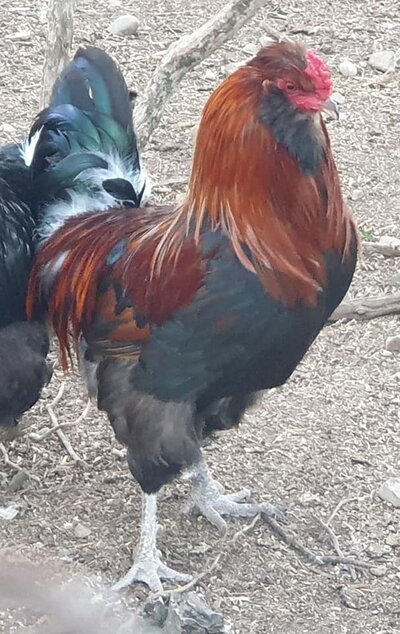 Partridge NZ Araucana 2.jpg