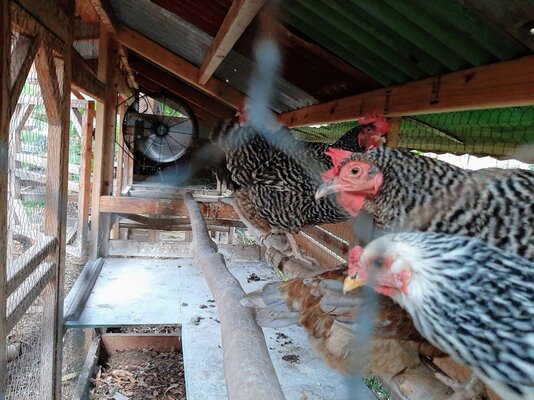 chickens and fan.jpg