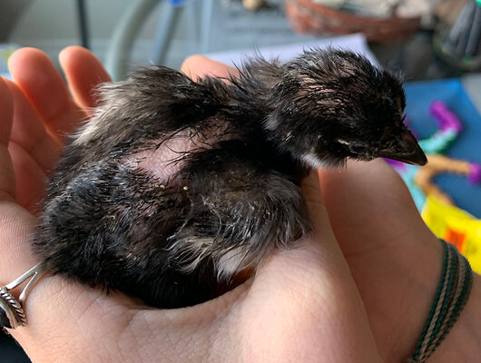 mangled-marans1.jpg