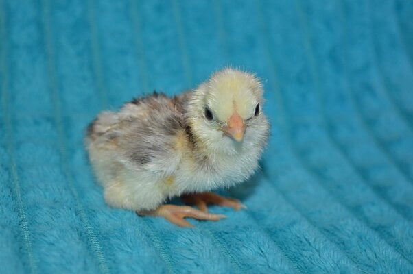 Chick 2.jpg