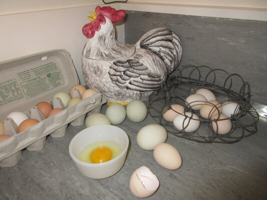 Chicken and eggs.jpg