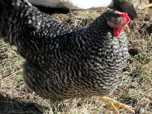 BarredHolland_hen.jpg
