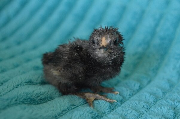 Chick 4.jpg