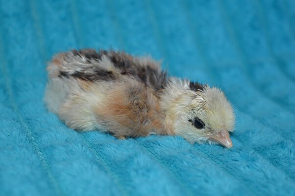 Chick 3.jpg