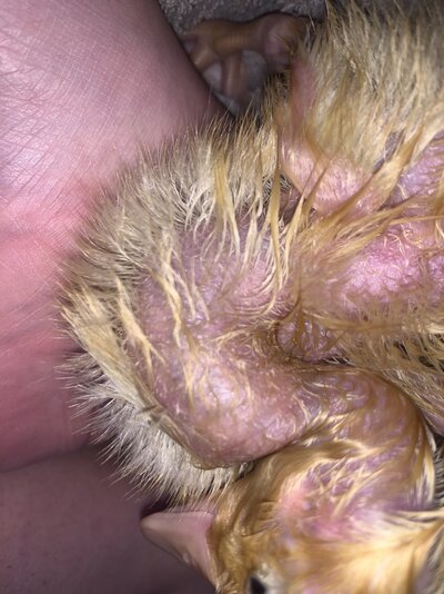 Lump on my ducklings neck