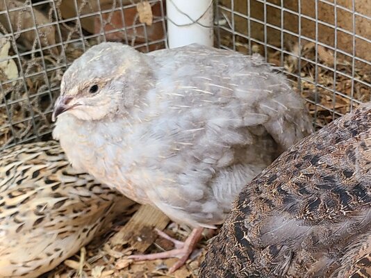 greyquail.jpg
