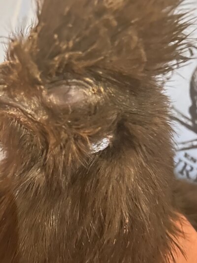 Sick, lethargic silkie . Eyes closed