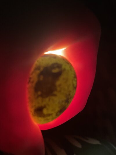 8C7DA5A8-3756-48CF-A6E8-92B292446355.jpeg