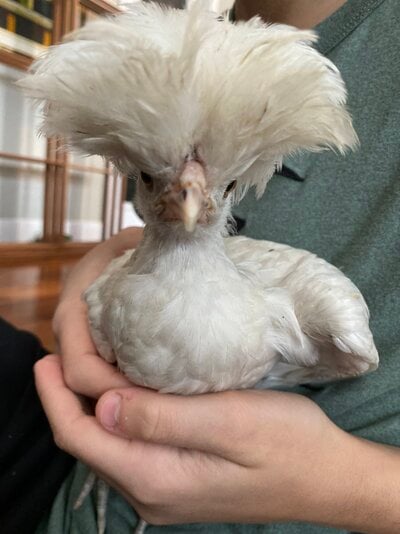 image.jpg