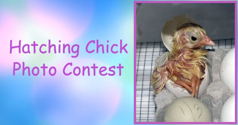 hatching chick_3.jpg