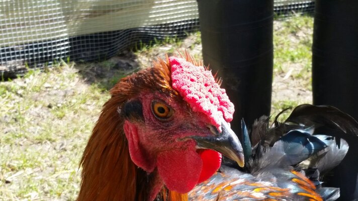 Unlocking The Mystery:  Chickens And Mammalian Biology - 2zqnwb6