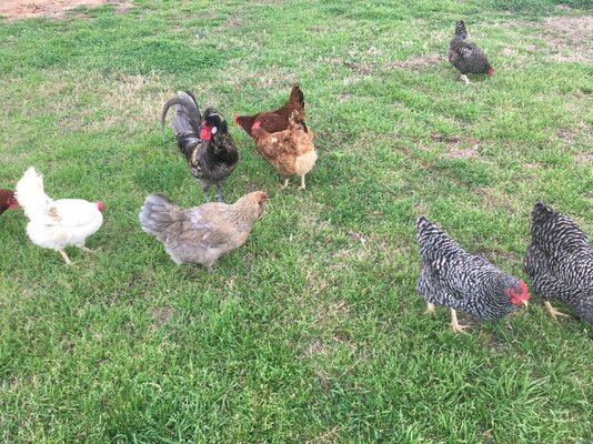 Free Range 1.JPG