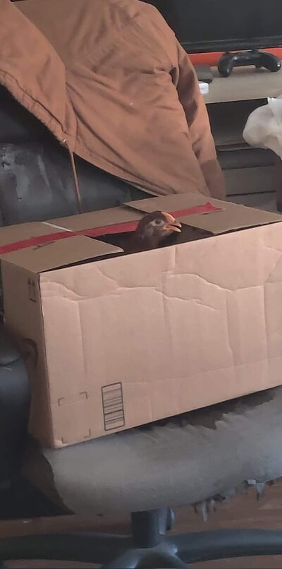 received_1077027172788336.jpeg