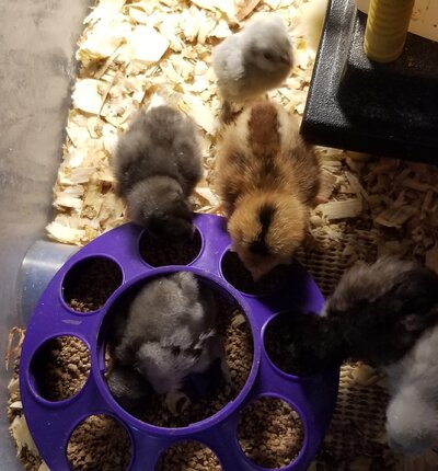 Chick feeder.jpg