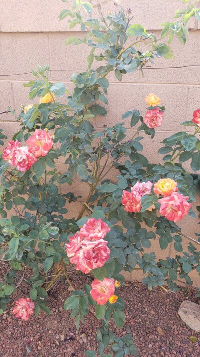 20210406_151419.jpg