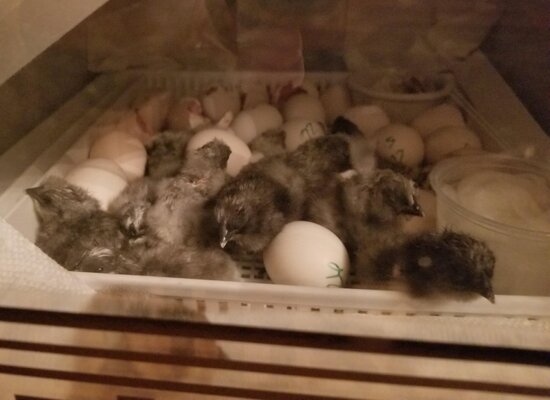 chick hatching.jpg