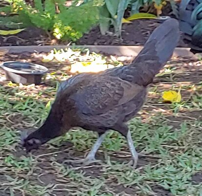 blackhen.jpg