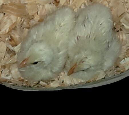 chicks.jpg