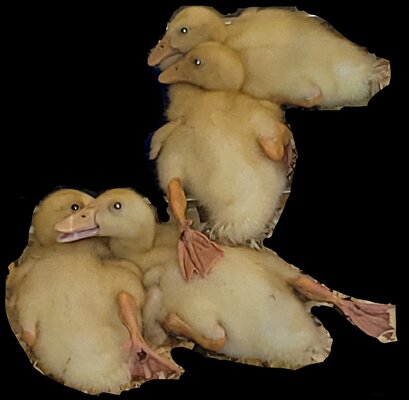 ducklings_LI.jpg