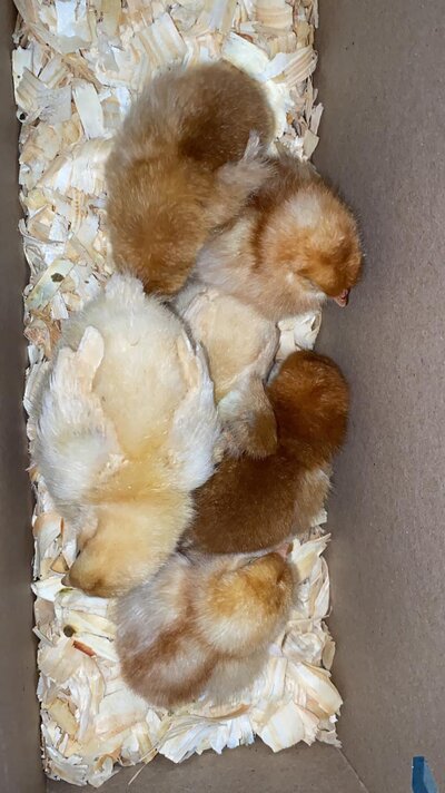 6 chicks.jpg