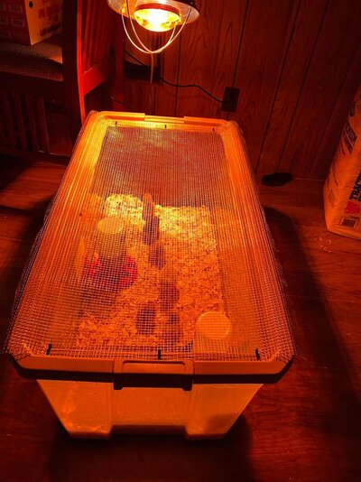 new brooder.jpg