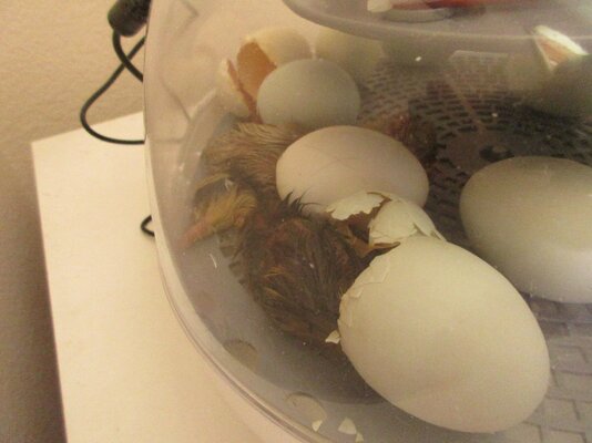 Second Duckling.jpg