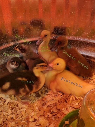 13755.jpeg