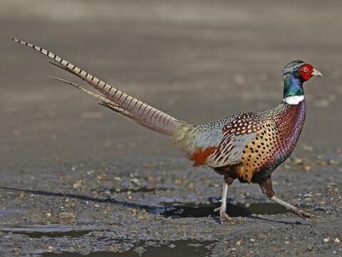 pheasant rooster.jpg