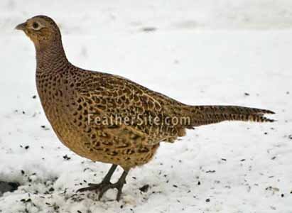 TSRNpheasant hen.jpg