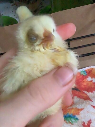 My friends chick has a swollen eye and won’t eat/drink/stand up correctly