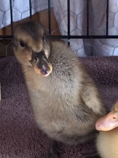 duckneck2.JPG