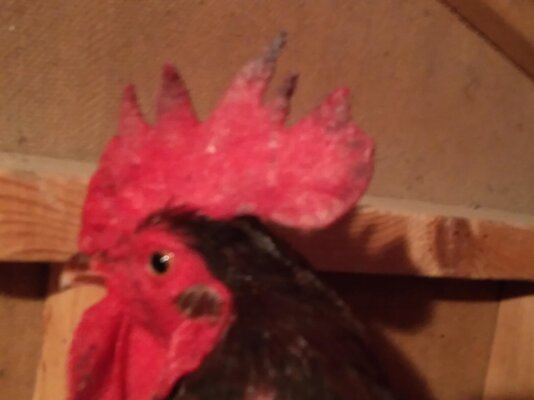 MicrosoftTeams-image (2).jpg