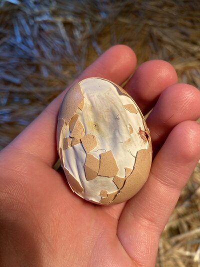 crushed egg.jpg