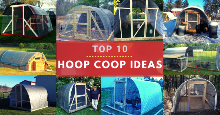 Top 10 Hoop Coop Ideas
